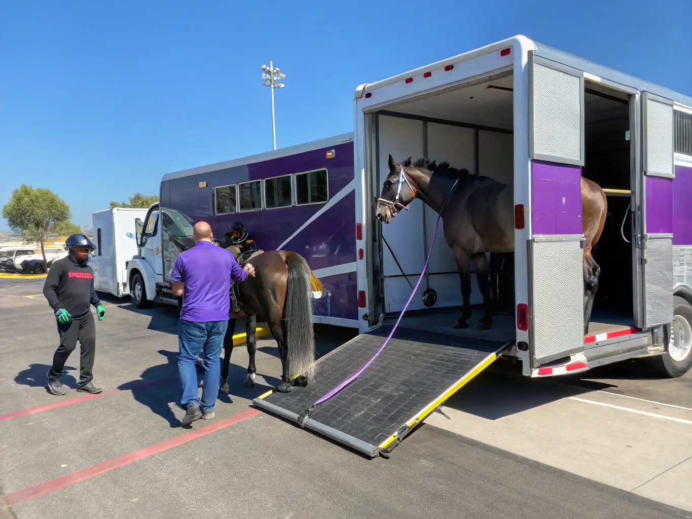 A photograph of healthy cattle being loaded onto a specialized livestock transport trailer, with handlers ensuring their safety and well-being.
